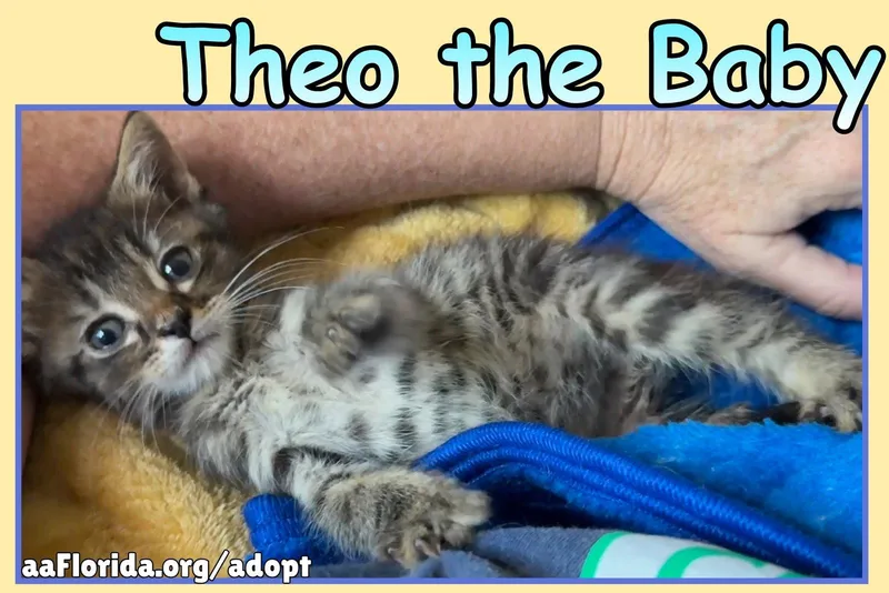 A young medium-sized male Domestic Medium Hair cat named Theo The Baby for adoption in Pensacola, FL