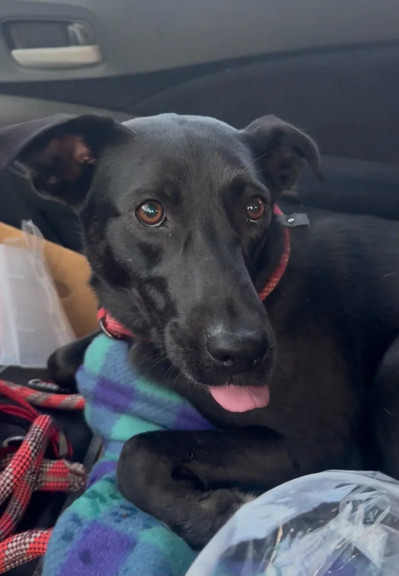 An adult medium-sized female Black Labrador Retriever dog named Suzie for adoption in Arlee, MT