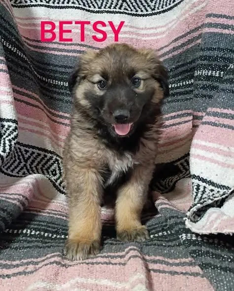 Betsy