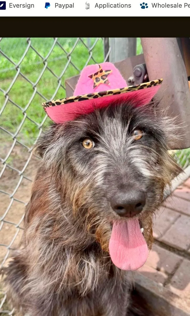 A young medium-sized female Black Schnauzer dog named Junie for adoption in Boulder, CO