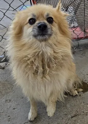 A young small-sized male Pomeranian dog named Lock for adoption in Bakersfield, CA
