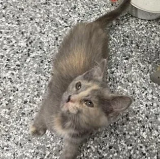 A baby large-sized female Dilute Tortoiseshell Domestic Short Hair cat named Birdie for adoption in Bryan, OH