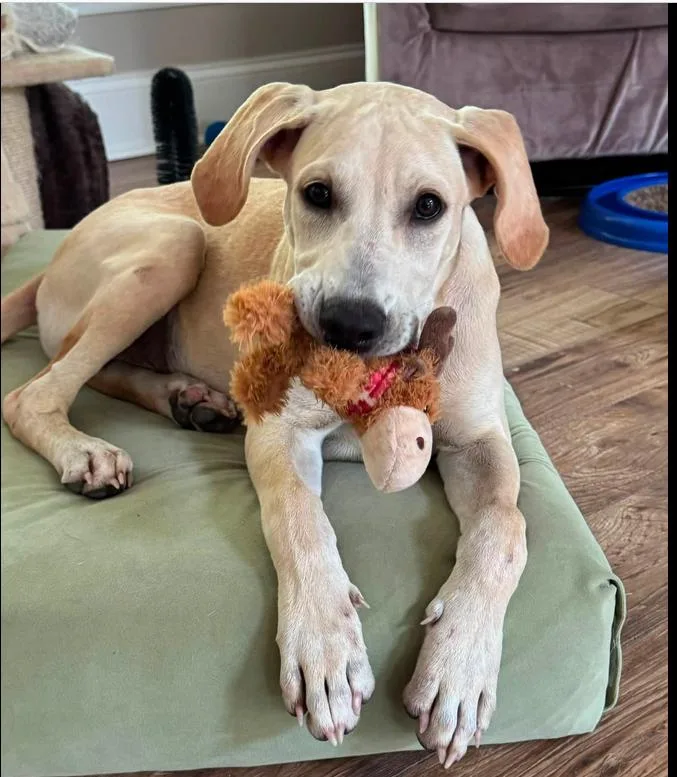 A baby medium-sized male Yellow / Tan / Blond / Fawn Mixed Breed dog named Otis for adoption in Eutawville, SC