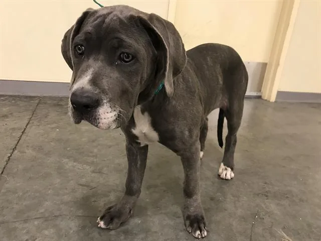 A baby small-sized female Great Dane dog named Kimothy for adoption in Tustin, CA