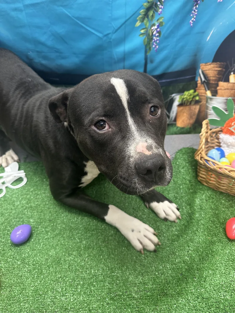 An adult medium-sized male Black Pit Bull Terrier dog named Brock for adoption in Statesboro, GA