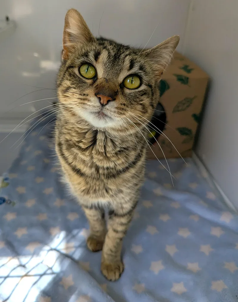 An adult medium-sized female Domestic Short Hair cat named Gutsy for adoption in Oconto, WI