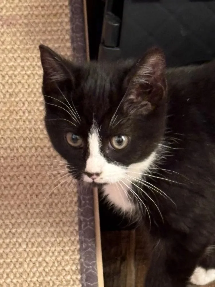 Pomegranate thumbnail 2