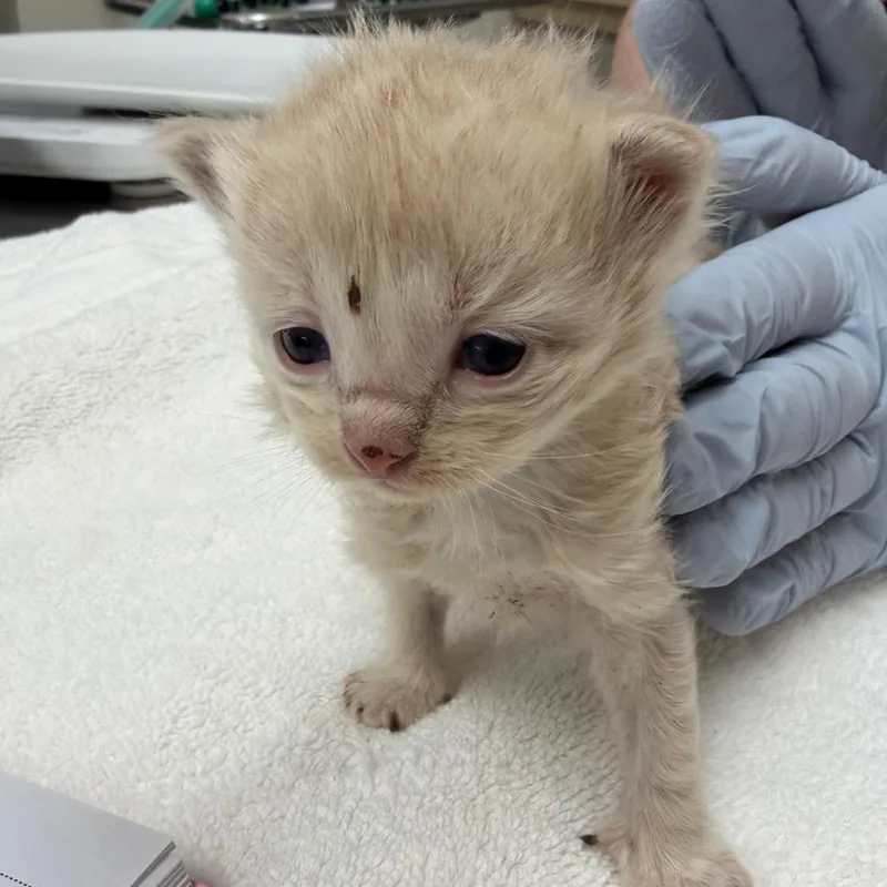 A baby small-sized female Buff / Tan / Fawn Domestic Short Hair cat named Funyun for adoption in Nashville, TN