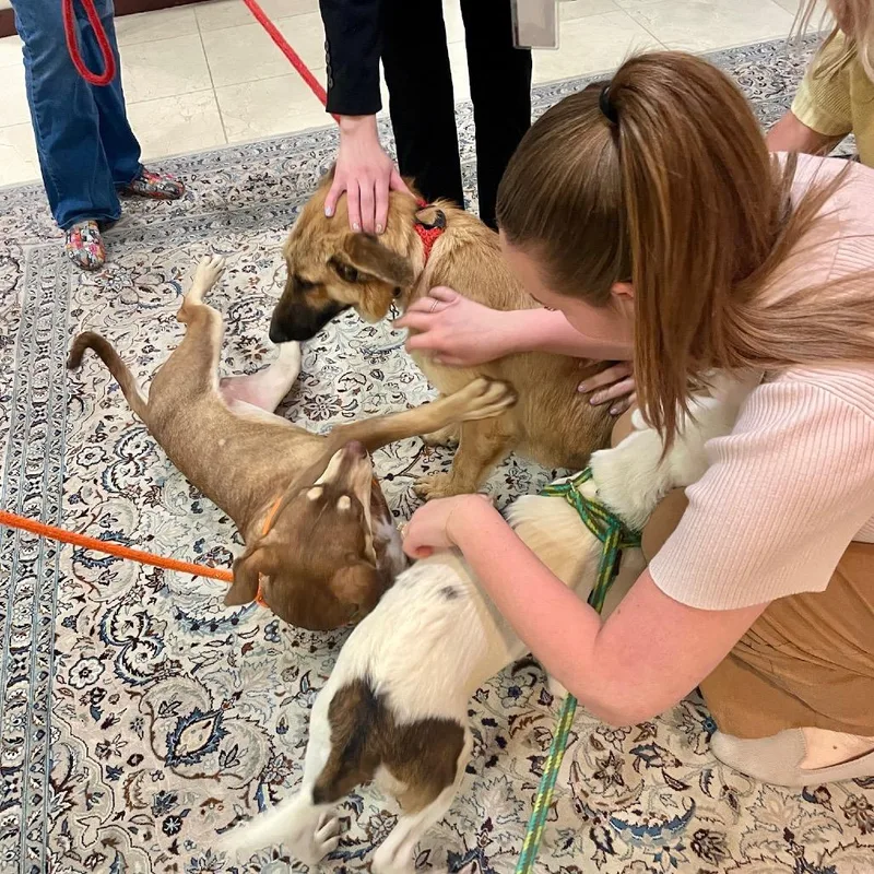 A young large-sized male Yellow / Tan / Blond / Fawn Black Mouth Cur dog named Grizz for adoption in Metamora, MI