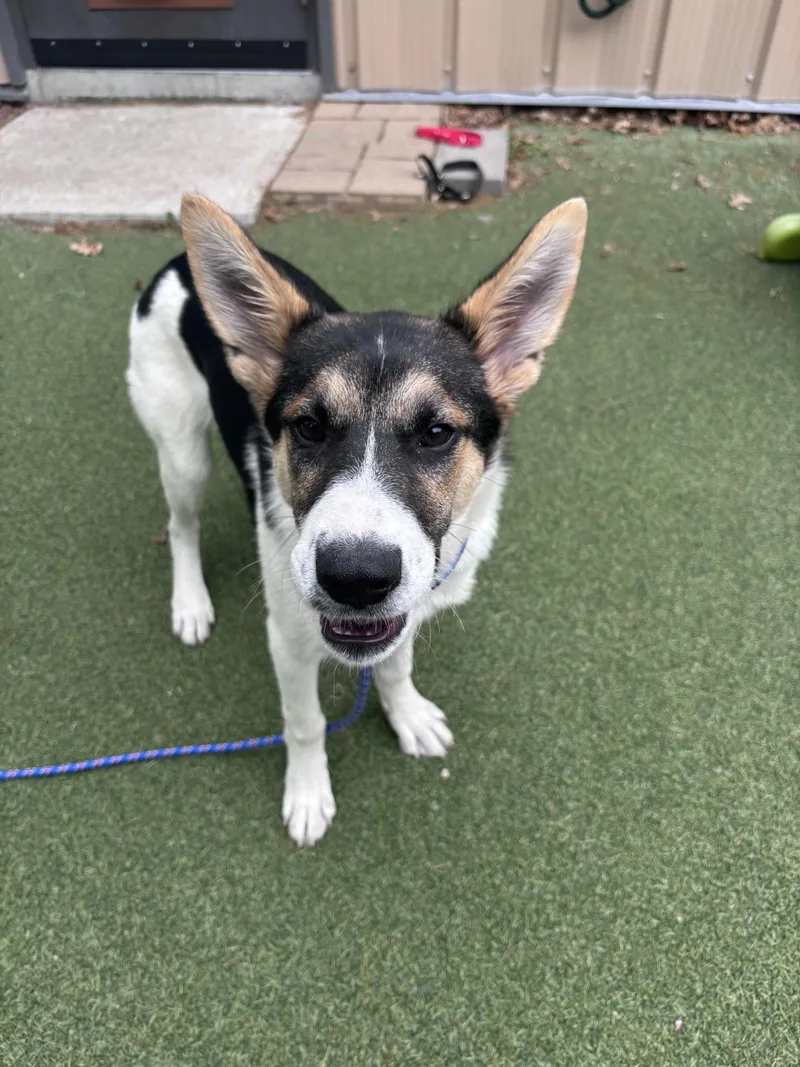 A baby medium-sized male Shepherd dog named Chowdah for adoption in Pembroke, MA