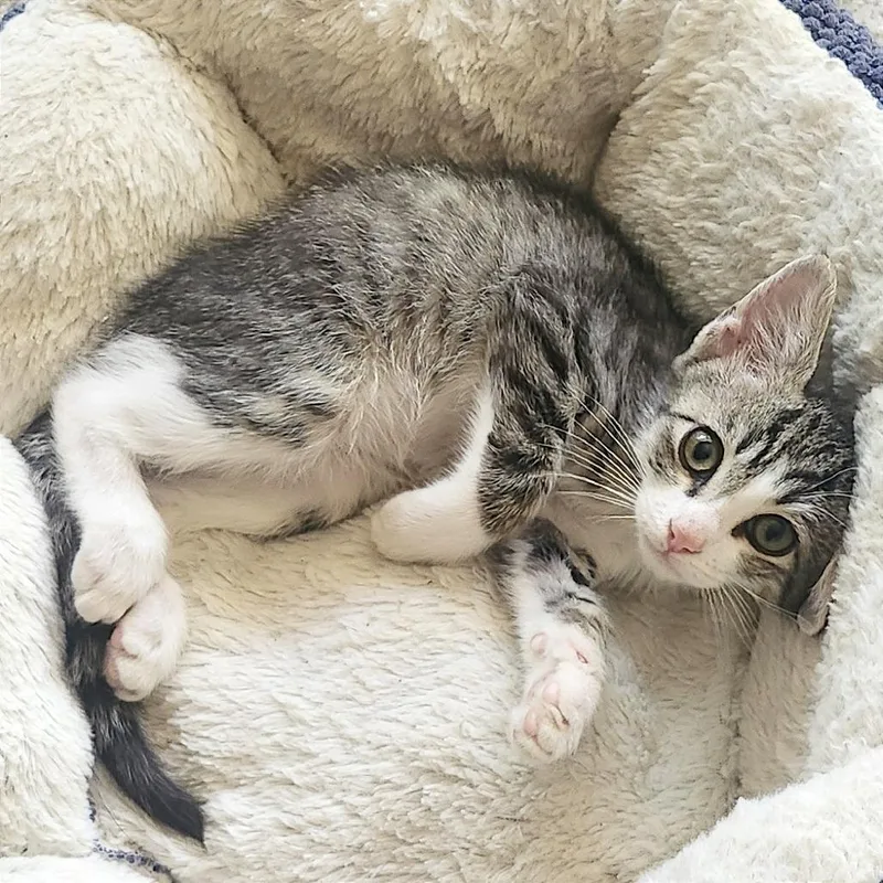 A baby small-sized male Brown / Chocolate Domestic Short Hair cat named A Kermit for adoption in Pleasant Hill, CA
