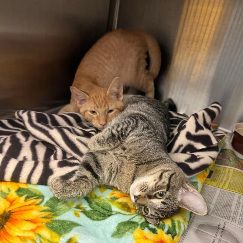 A baby medium-sized female Brown / Chocolate Domestic Short Hair cat named Eowyn for adoption in Pittsburgh, PA