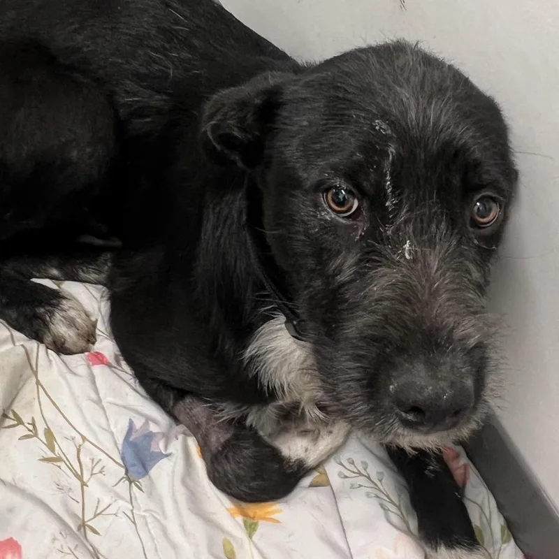 A young medium-sized male Black Labrador Retriever dog named Timmy Trumpet for adoption in Austin, TX