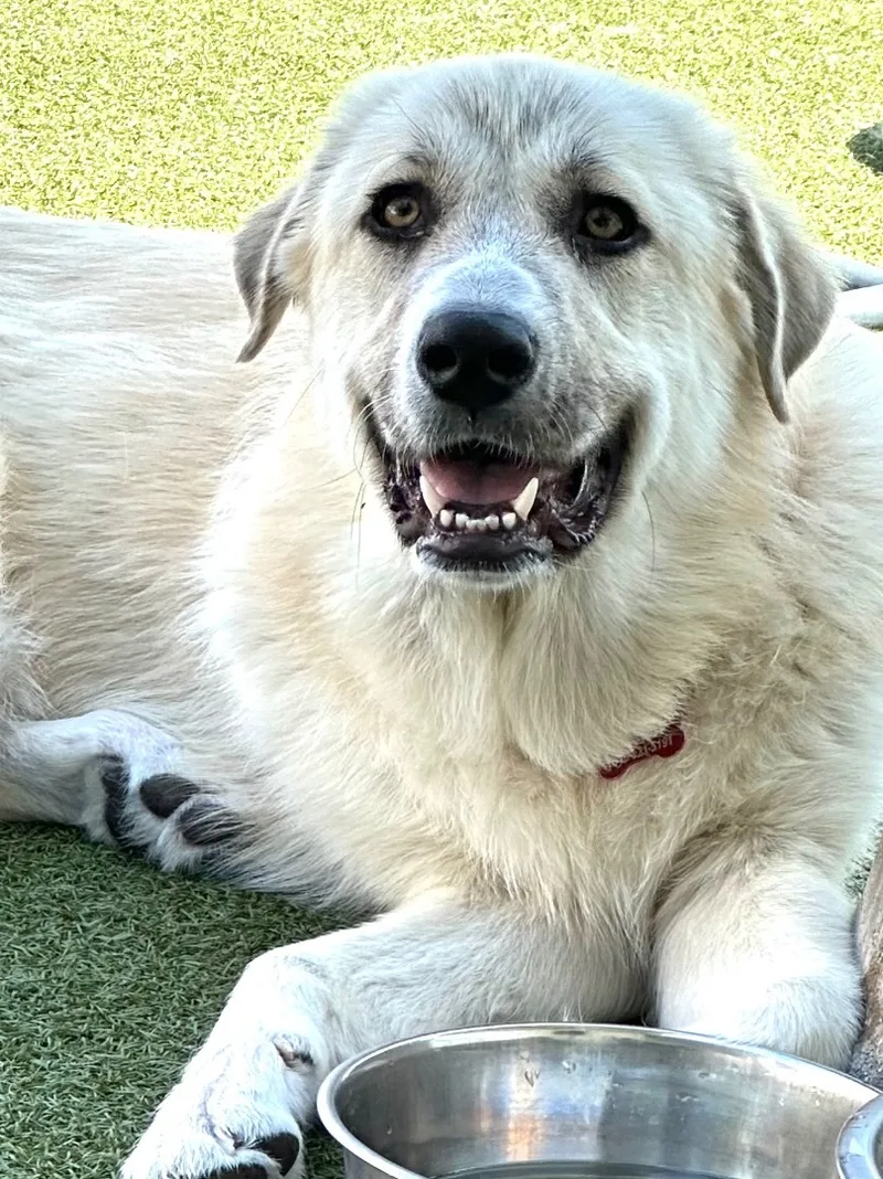 A baby large-sized female Gray / Blue / Silver Great Pyrenees dog named Addison for adoption in Fresh Meadows, NY
