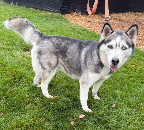 An adult medium-sized female Siberian Husky dog named Valerie for adoption in Millersville, MD