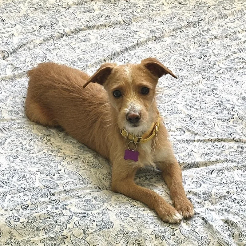 A young small-sized male Apricot / Beige Terrier dog named Nilo for adoption in Tucson, AZ
