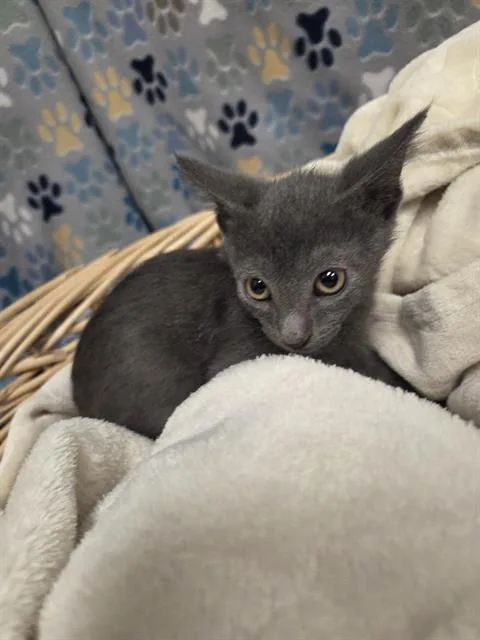 A baby small-sized male Domestic Short Hair cat named Hudson for adoption in Rosenberg, TX