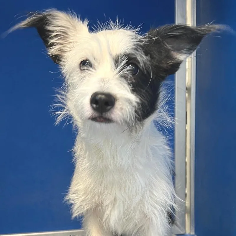 A young small-sized female White / Cream Mixed Breed dog named Winky for adoption in Las Cruces, NM