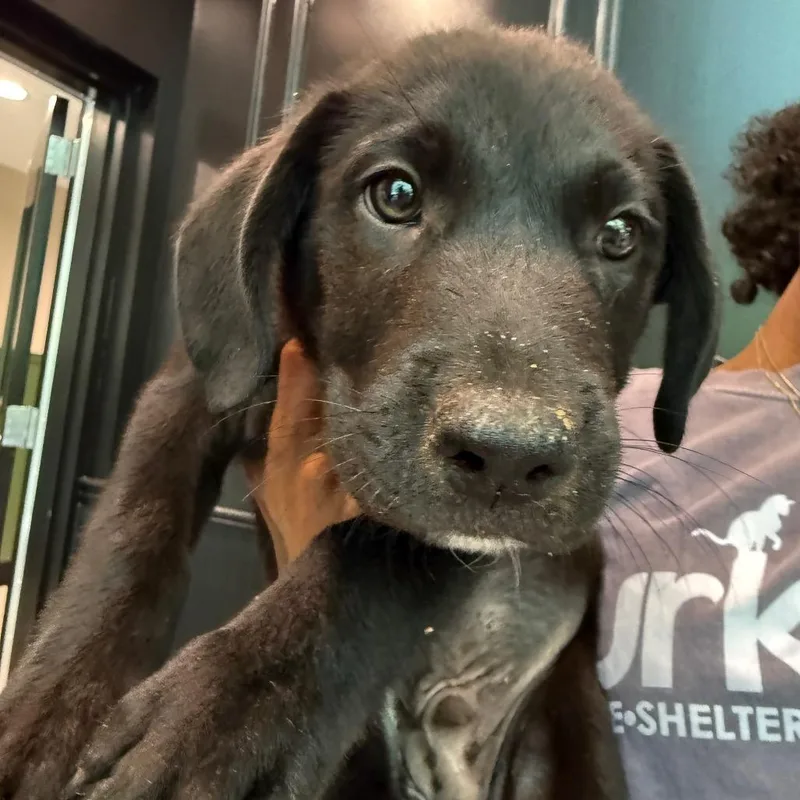 A baby medium-sized male Labrador Retriever dog named Myles for adoption in Cumming, GA