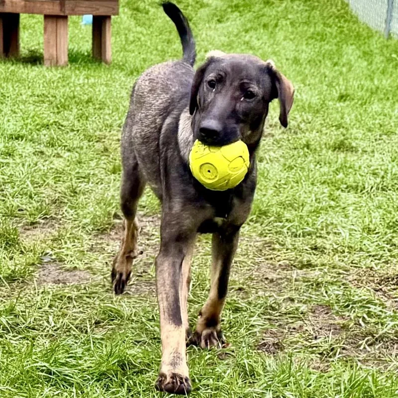 A young medium-sized female Labrador Retriever dog named Presley for adoption in Metamora, MI