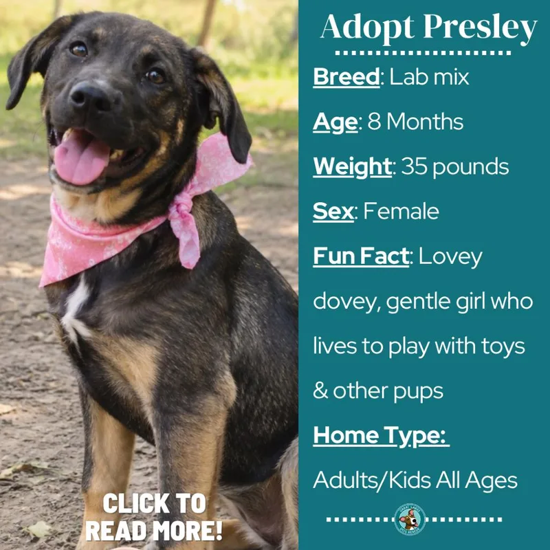 Presley thumbnail 5
