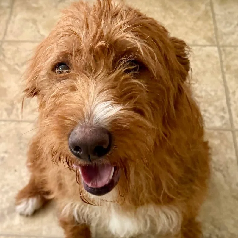 A young medium-sized female Red / Chestnut / Orange Poodle dog named Jody for adoption in Cranford, NJ