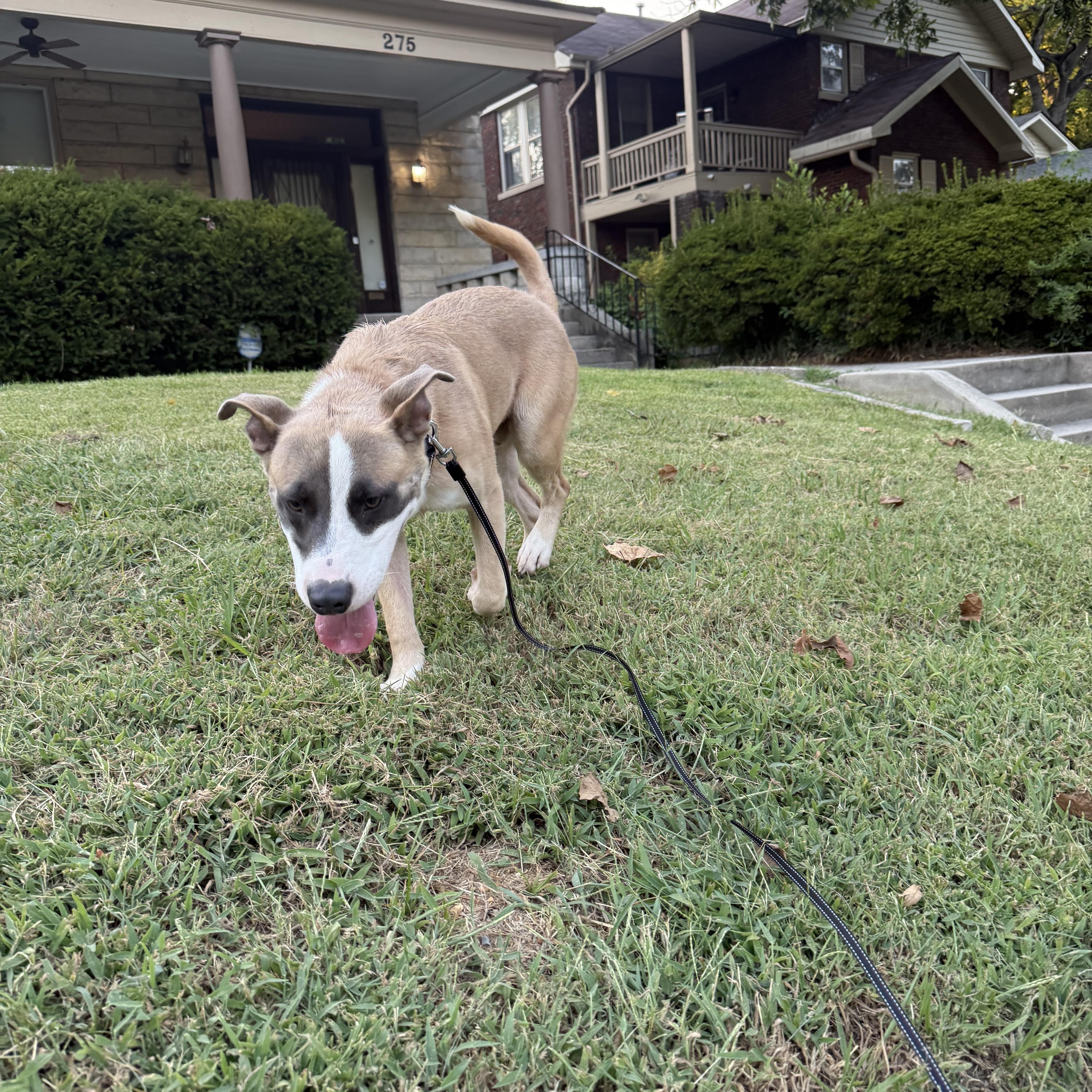 A young medium-sized male Mixed Breed dog named Van for adoption in Memphis, TN