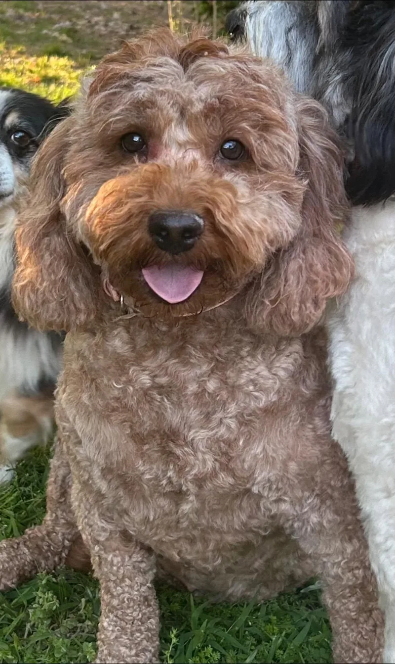 An adult small-sized female Goldendoodle dog named Gigi for adoption in Anniston, AL