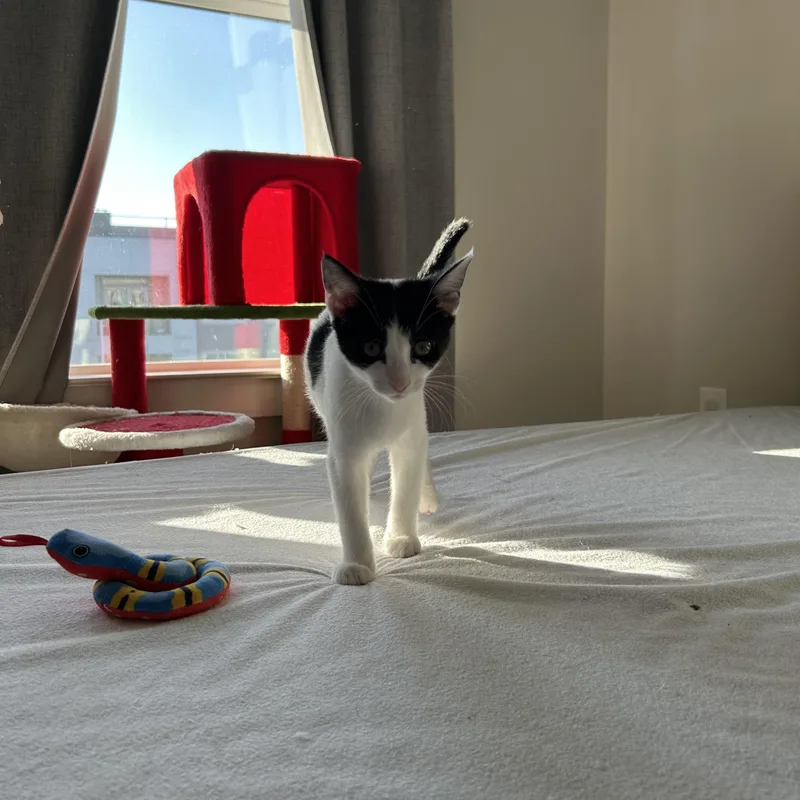 A baby medium-sized female Black & White / Tuxedo Domestic Short Hair cat named Mia Mae for adoption in Easley, SC