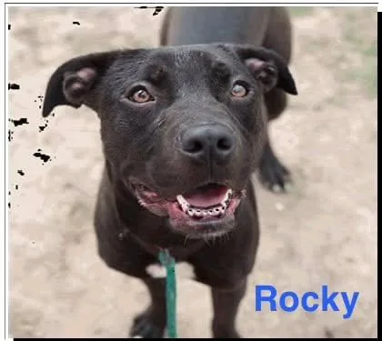 A young medium-sized male Black Labrador Retriever dog named Rocky for adoption in Madisonville, LA