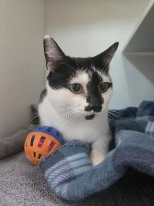 An adult medium-sized female Domestic Short Hair cat named Popcorn for adoption in Savannah, GA
