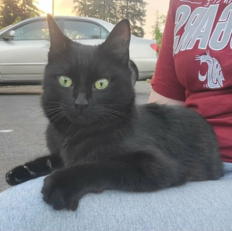 A young small-sized female Black Domestic Short Hair cat named Shuri for adoption in Battle Ground, WA