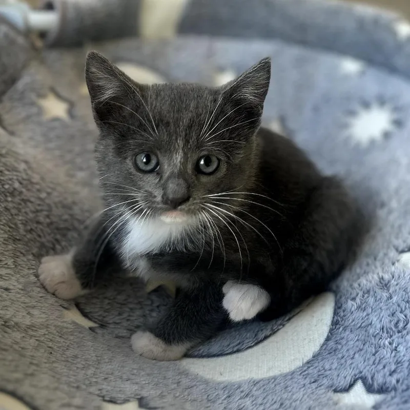 A baby small-sized male Gray / Blue / Silver Domestic Short Hair cat named Rockey for adoption in Long Beach, CA