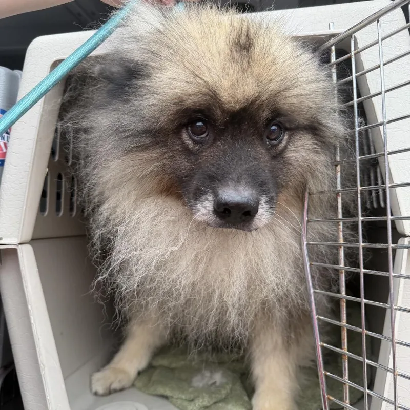 An adult small-sized male Brown / Chocolate Keeshond dog named Bellboy for adoption in Northbrook, IL