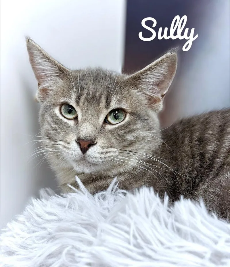 A young medium-sized male Gray & White Domestic Short Hair cat named Sully for adoption in Deltona, FL
