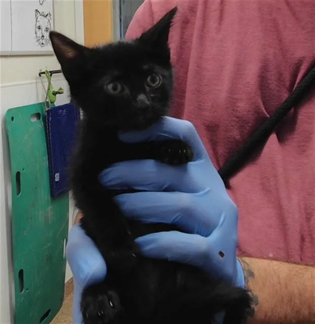 A baby small-sized male Domestic Short Hair cat named Mario for adoption in Albuquerque, NM