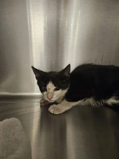 A baby small-sized female Domestic Short Hair cat named Danica for adoption in Albuquerque, NM