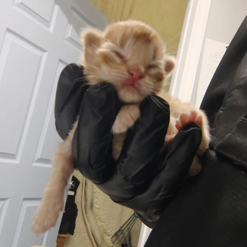 A baby small-sized male Orange / Red Domestic Short Hair cat named Jesse for adoption in Springtown, TX