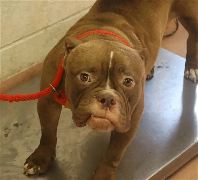 An adult medium-sized female Mixed Breed dog named Harriet for adoption in Columbia, SC