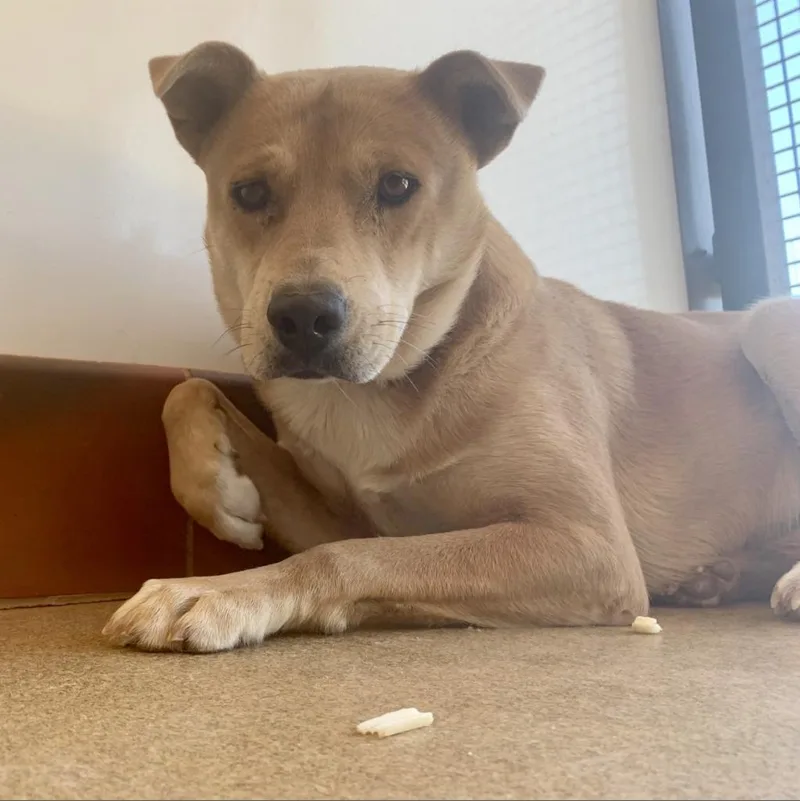 Prairie Dawn thumbnail 2