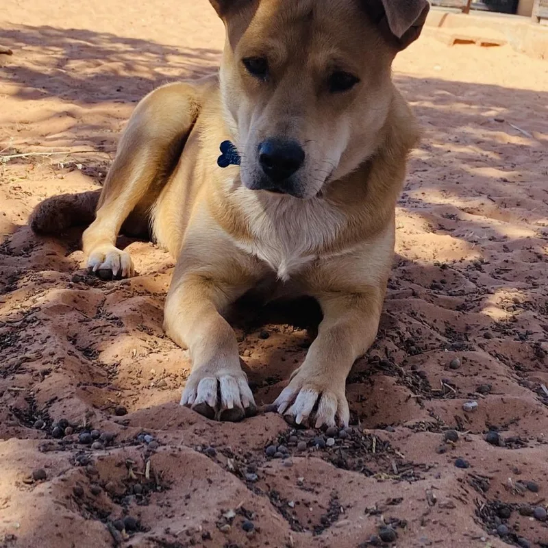 Prairie Dawn thumbnail 4