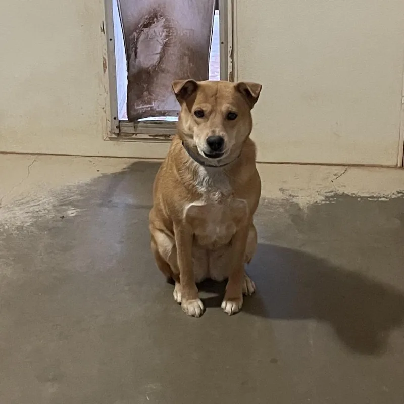 Prairie Dawn thumbnail 5