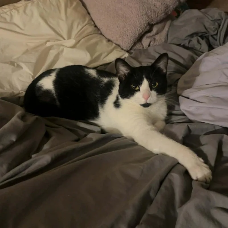 A young medium-sized female Domestic Short Hair cat named Luna Courtesy Listed for adoption in Midland, MI