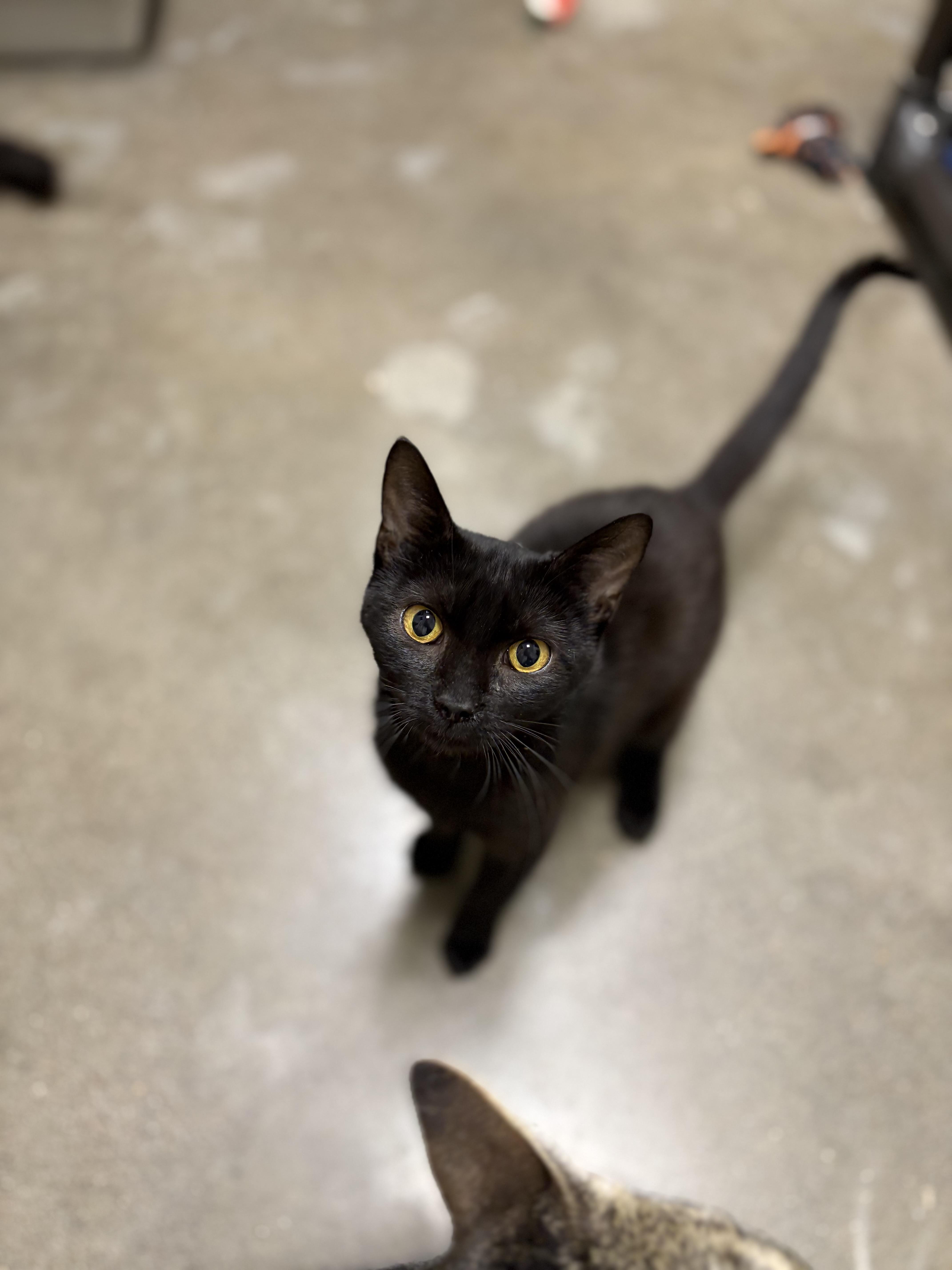 A young medium-sized female Domestic Short Hair cat named Leelah for adoption in Zimmerman, MN