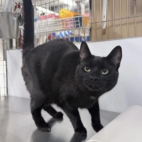 An adult large-sized female Black Domestic Short Hair cat named Coco for adoption in New York, NY