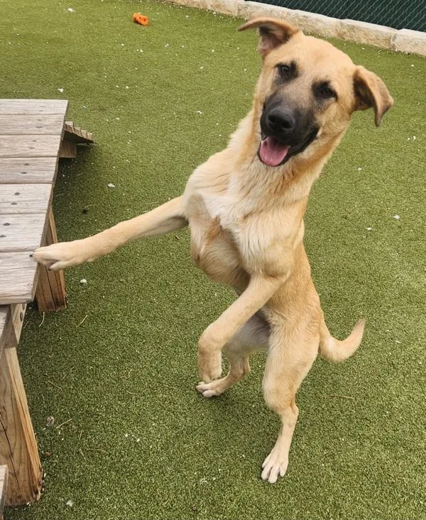 A young medium-sized female German Shepherd Dog dog named Indy for adoption in Austin, TX