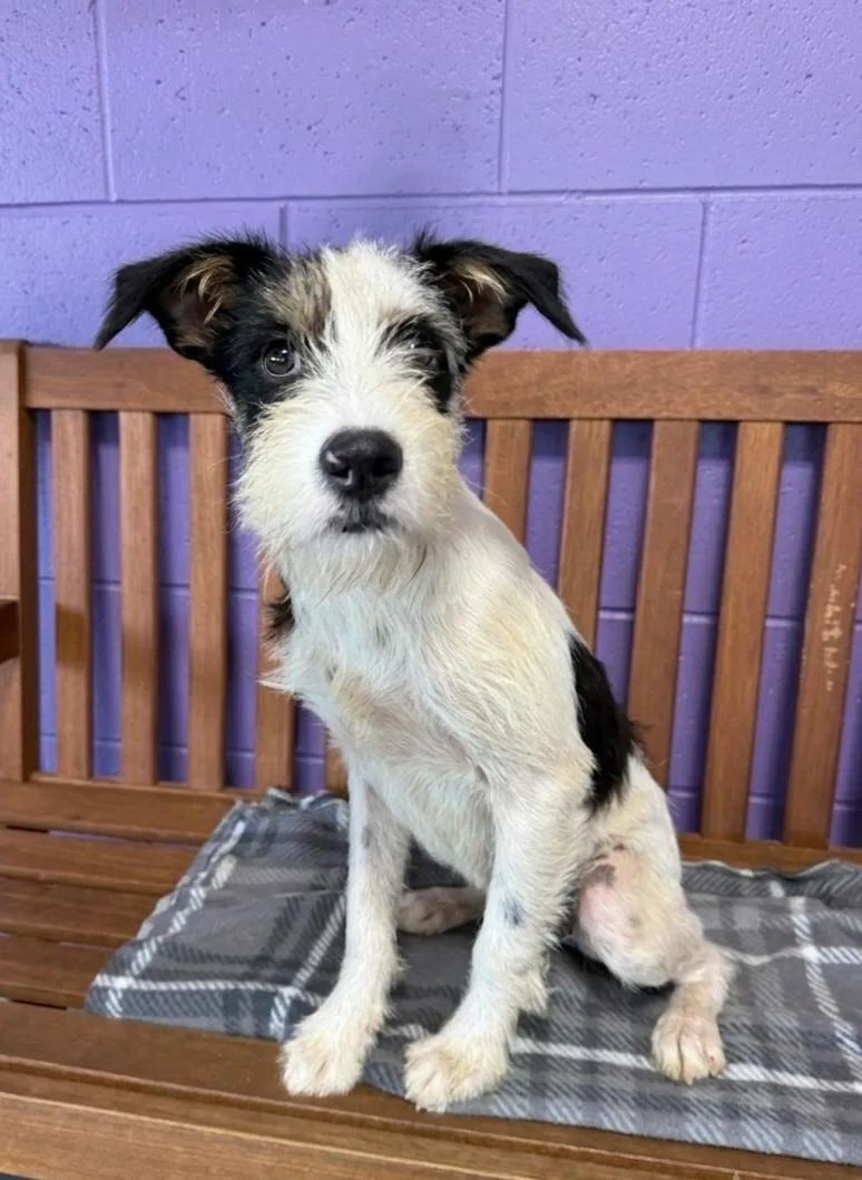 A young small-sized male Terrier dog named Jasper for adoption in North Prairie, WI