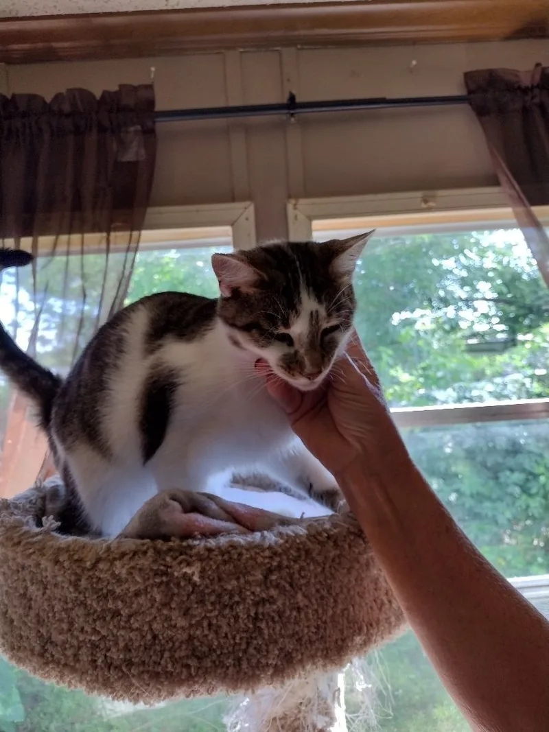 A young medium-sized male Gray / Blue / Silver Domestic Medium Hair cat named Asher for adoption in Jasonville, IN