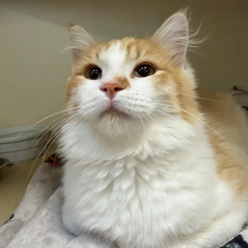 A young medium-sized male Domestic Short Hair cat named Fig for adoption in Cody, WY