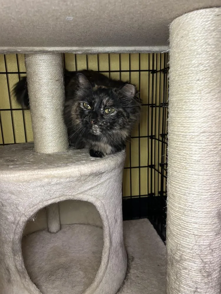 A young small-sized female Tabby (Brown / Chocolate) Domestic Long Hair cat named Oak for adoption in Temperance, MI